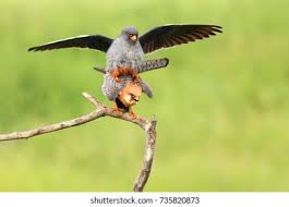 Attēlu rezultāti vaicājumam “Falco vespertinus”