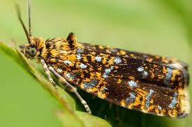 Attēlu rezultāti vaicājumam “Celypha siderana”