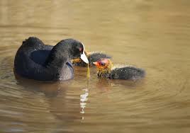 Attēlu rezultāti vaicājumam “Fulica atra”