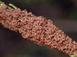 Attēlu rezultāti vaicājumam “Fuligo gyrosa macro”