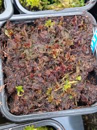 Attēlu rezultāti vaicājumam “Sphagnum capillifolium”