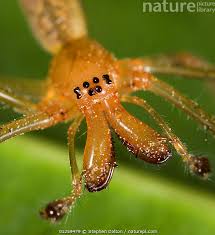 Attēlu rezultāti vaicājumam “Tetragnathidae”