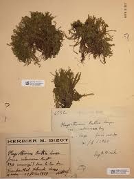 Attēlu rezultāti vaicājumam “Plagiothecium denticulatum”