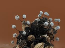 Attēlu rezultāti vaicājumam “Didymium xanthopus spores”