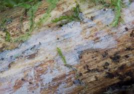 Attēlu rezultāti vaicājumam “Basidiodendron”