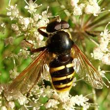 Attēlu rezultāti vaicājumam “Sericomyia silentis”