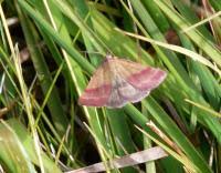 Attēlu rezultāti vaicājumam “Phytometra viridaria”