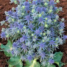 Attēlu rezultāti vaicājumam “Eryngium planum”