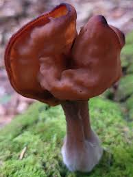 Attēlu rezultāti vaicājumam “Gyromitra infula”