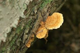 Attēlu rezultāti vaicājumam “Pycnoporellus fulgens”