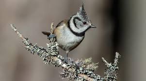 Attēlu rezultāti vaicājumam “Lophophanes cristatus adult”