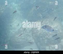 Image result for Oblada melanurus