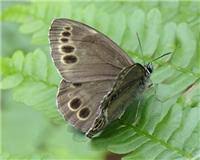 Attēlu rezultāti vaicājumam “Lopinga achine”