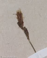 Attēlu rezultāti vaicājumam “Carex caryophyllea fruit”