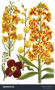 Image result for Levkoje