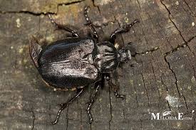 Attēlu rezultāti vaicājumam “Osmoderma barnabita”