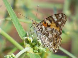 Attēlu rezultāti vaicājumam “Vanessa cardui underside”