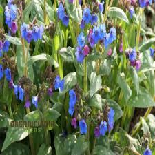 Image result for Pulmonaria officinalis