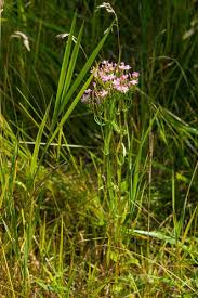 Attēlu rezultāti vaicājumam “Centaurium erythraea bud”