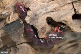 Attēlu rezultāti vaicājumam “Cossus cossus larva”