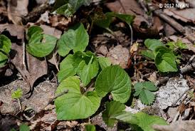 Attēlu rezultāti vaicājumam “Viola mirabilis leaf”