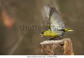 Attēlu rezultāti vaicājumam “Carduelis spinus”