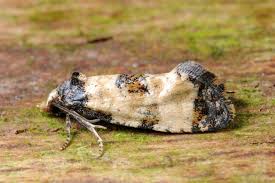 Attēlu rezultāti vaicājumam “Cochylis dubitana”