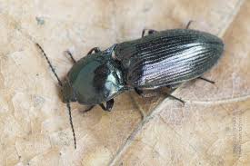 Attēlu rezultāti vaicājumam “Selatosomus aeneus”