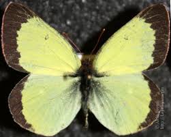 Attēlu rezultāti vaicājumam “Colias palaeno male”