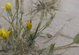 Attēlu rezultāti vaicājumam “Tragopogon heterospermus flower”