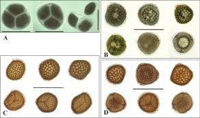 Attēlu rezultāti vaicājumam “Riccia sorocarpa macro”