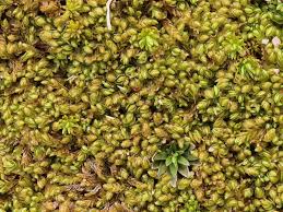 Attēlu rezultāti vaicājumam “Lophozia capitata”