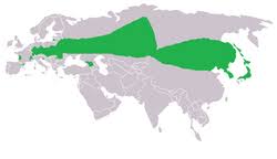 Attēlu rezultāti vaicājumam “Maculinea teleius underside”