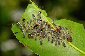 Attēlu rezultāti vaicājumam “Lasiocampidae”