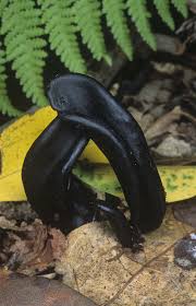 Attēlu rezultāti vaicājumam “Geoglossum sp.”