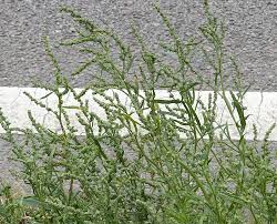 Attēlu rezultāti vaicājumam “Atriplex littoralis leaf”