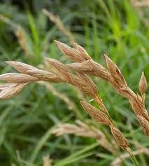 Attēlu rezultāti vaicājumam “Carex pilosa leaf”