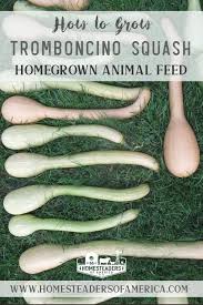 Image result for tromboncino