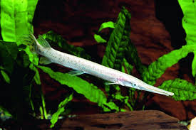 Image result for Lepisosteus osseus