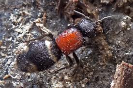 Attēlu rezultāti vaicājumam “Mutilla europaea”