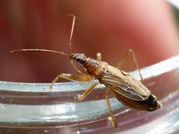 Attēlu rezultāti vaicājumam “Nabidae”