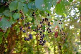 Attēlu rezultāti vaicājumam “Rubus caesius fruit”