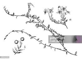 Attēlu rezultāti vaicājumam “Oxycoccus palustris leaf”