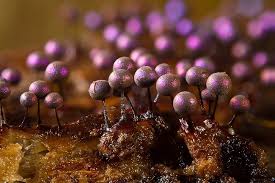 Attēlu rezultāti vaicājumam “Lamproderma violaceum macro”