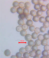 Attēlu rezultāti vaicājumam “Stemonitopsis typhina var. similis”