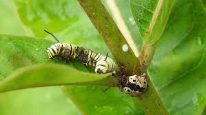 Image result for monarch caterpillar
