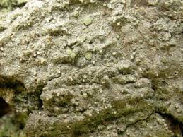 Attēlu rezultāti vaicājumam “Lecanactis abietina”