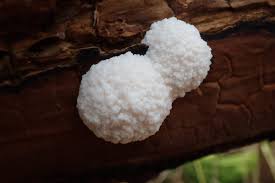 Attēlu rezultāti vaicājumam “Reticularia lycoperdon young”
