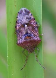 Attēlu rezultāti vaicājumam “Elasmucha grisea imago”