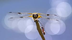 Attēlu rezultāti vaicājumam “Libellula quadrimaculata larva”